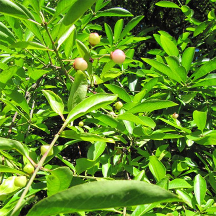 Euonymus myrianthus - Pfaffenhütchen (Foliage)