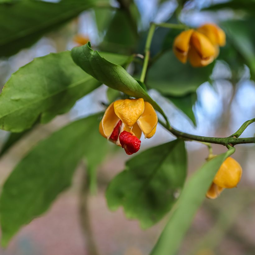 Euonymus myrianthus - Pfaffenhütchen (Ernte)