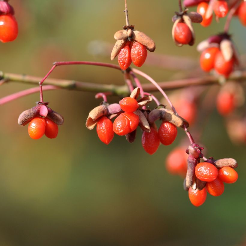 Euonymus oxyphyllus - Pfaffenhütchen (Ernte)