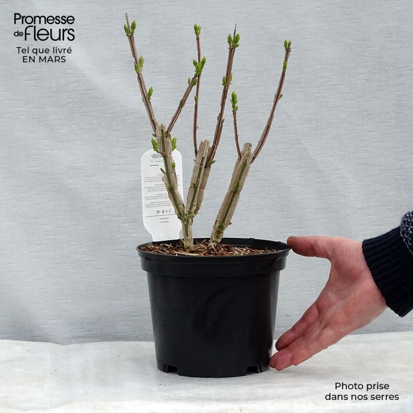 Example of Euonymus phellomanus - Pfaffenhütchen Topf mit 2L/3L as you get in hiver