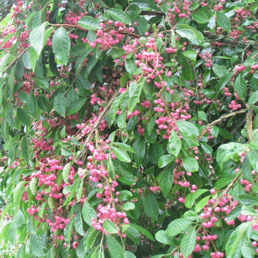 Euonymus phellomanus - Pfaffenhütchen (Plant habit)