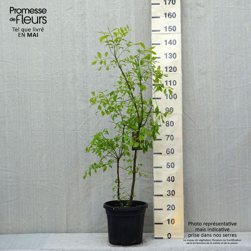 Exemplar von Euonymus phellomanus - Pfaffenhütchen Topf mit 12L/15L wie im Frühjahr geliefert