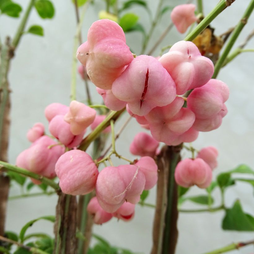 Euonymus phellomanus - Pfaffenhütchen (Harvest)