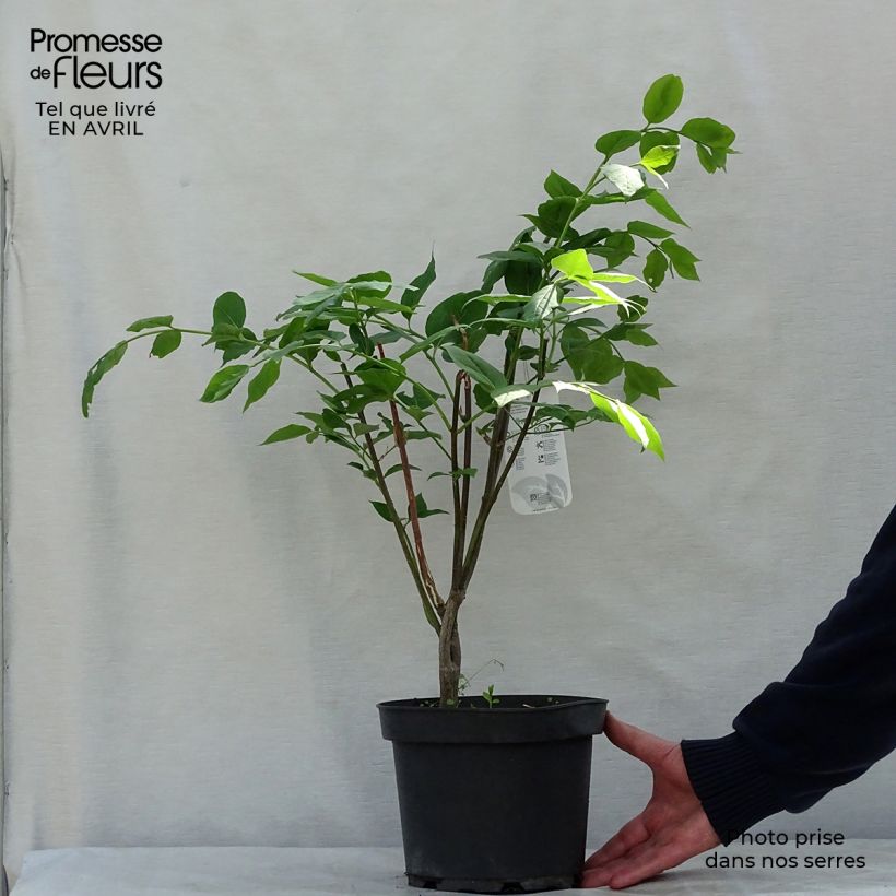 Exemplar von Euonymus planipes - Pfaffenhütchen Topf mit 2L/3L wie im Frühjahr geliefert