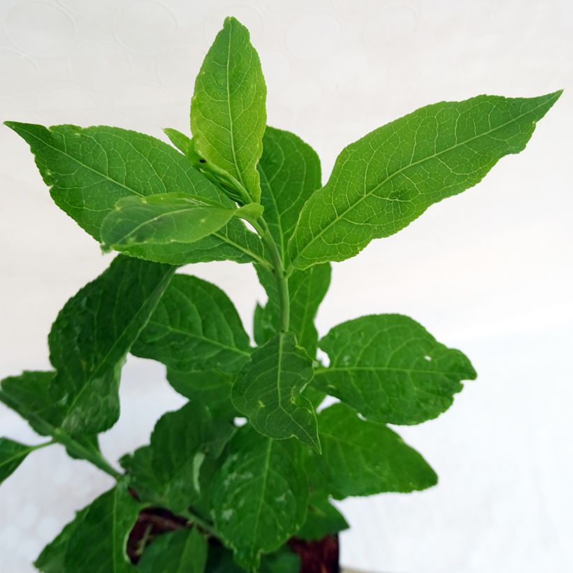 Euonymus planipes - Pfaffenhütchen (Foliage)