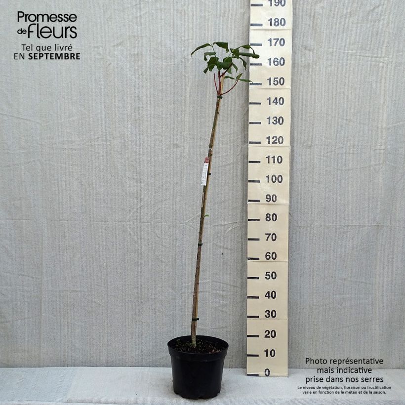 Example of Euonymus planipes - Pfaffenhütchen Topf mit 7,5L/10L as you get in ete