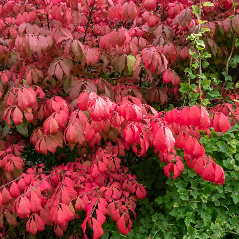 Euonymus alatus Blade Runner - Pfaffenhütchen (Laub)