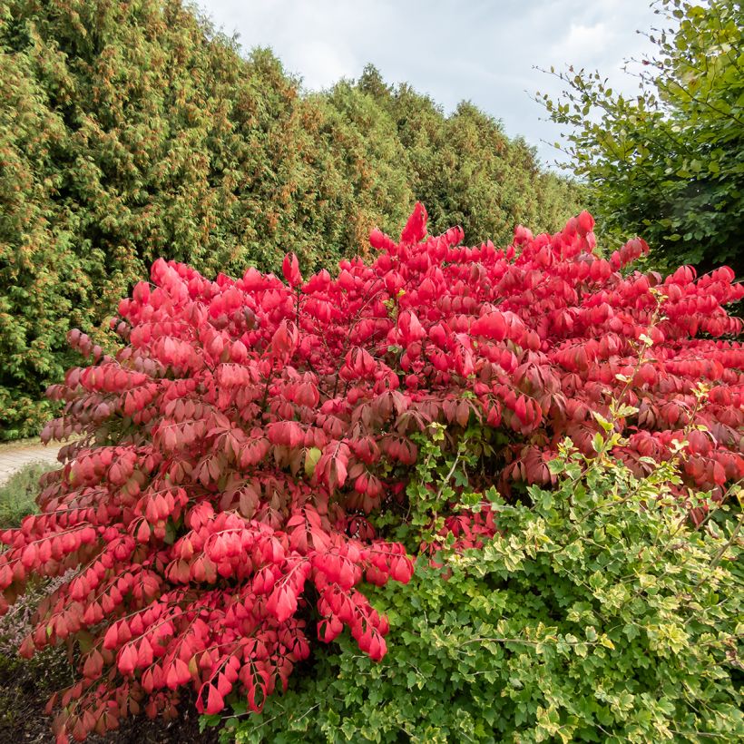 Euonymus alatus Blade Runner - Pfaffenhütchen (Hafen)