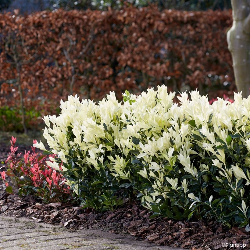 Japanischer Spindelstrauch Himalaya - Euonymus japonicus (Wuchs)