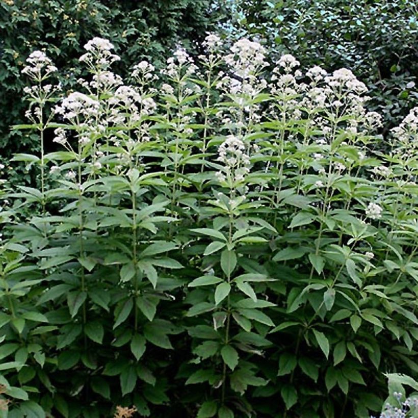 Wasserdost Bartered Bride - Eupatorium fistulosum var. albidum (Foliage)