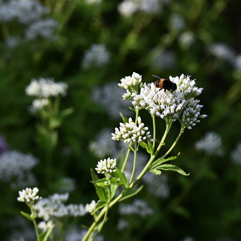 Wasserdost Bartered Bride - Eupatorium fistulosum var. albidum (Flowering)