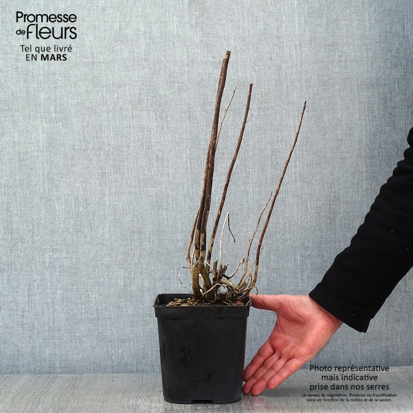 Exemplar von Garten-Dost Elegant Plume - Eupatorium capillifolium Topf mit 2L/3L wie im Winter geliefert