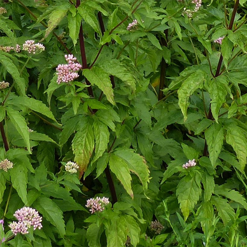 Gewöhnliche Wasserdost Plenum - Eupatorium canabinum (Foliage)