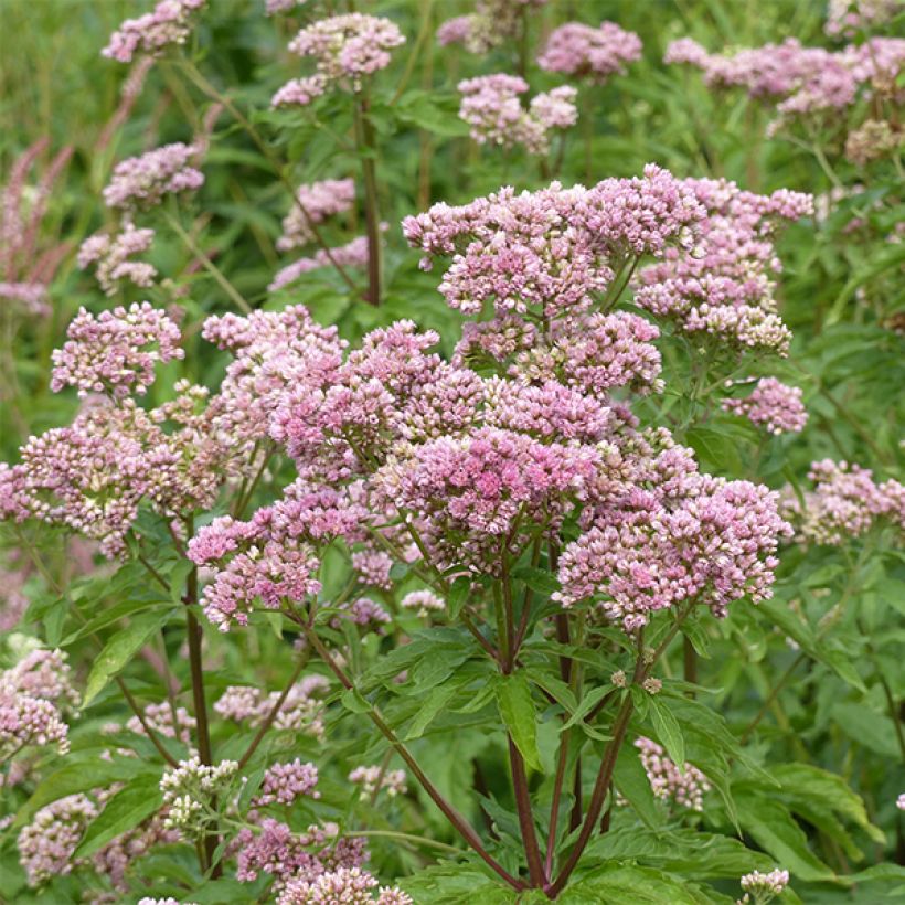 Gewöhnliche Wasserdost Plenum - Eupatorium canabinum (Flowering)