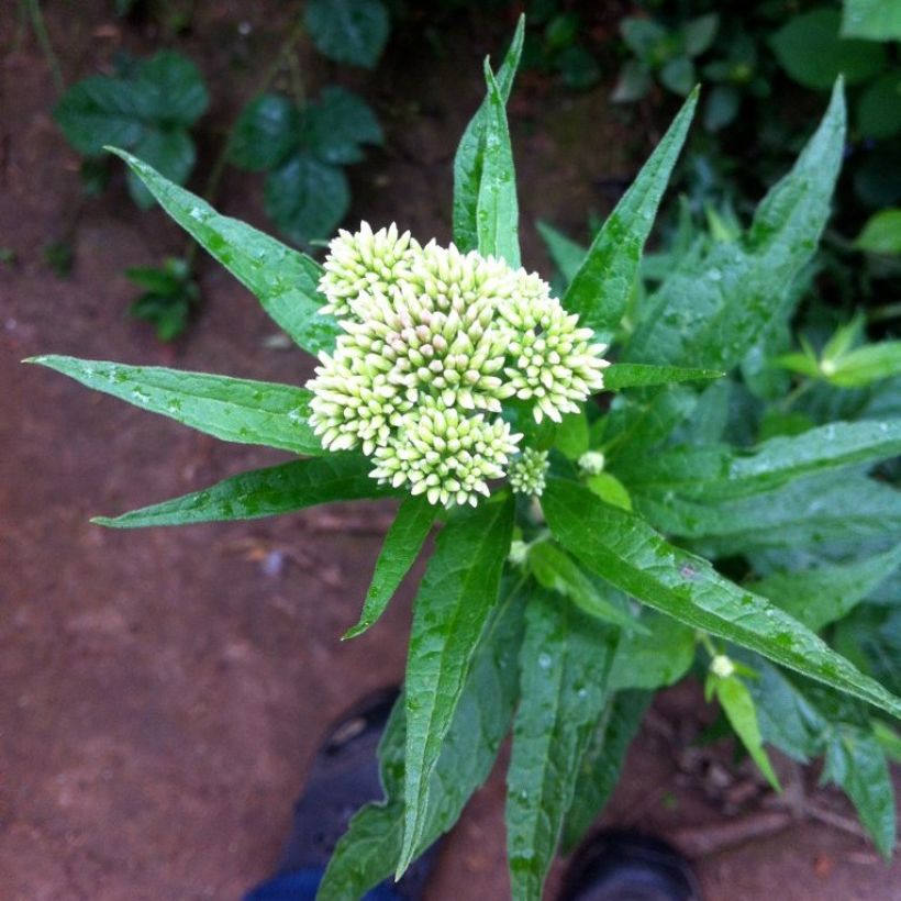 Chinesischer Wasserdost - Eupatorium chinense (Flowering)