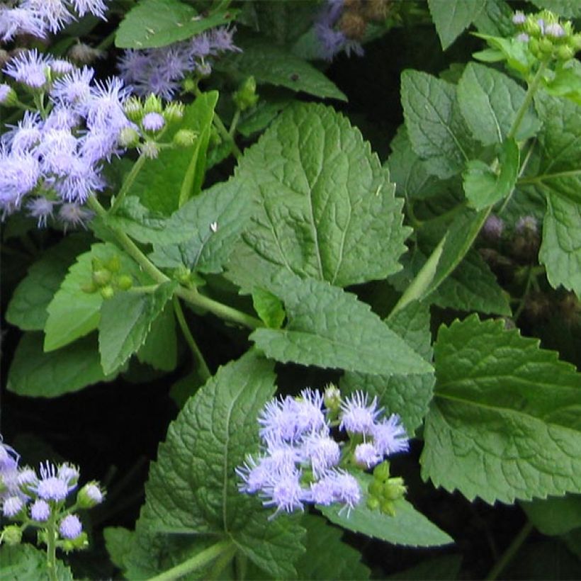 Blauer Wasserdost - Eupatorium coelestinum (Foliage)