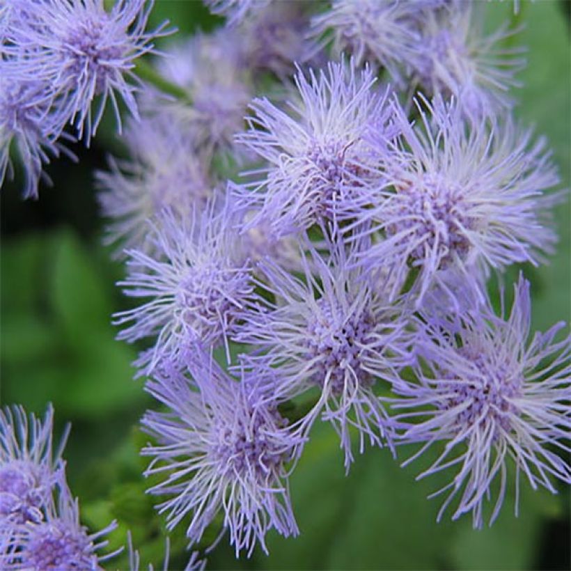 Blauer Wasserdost - Eupatorium coelestinum (Flowering)