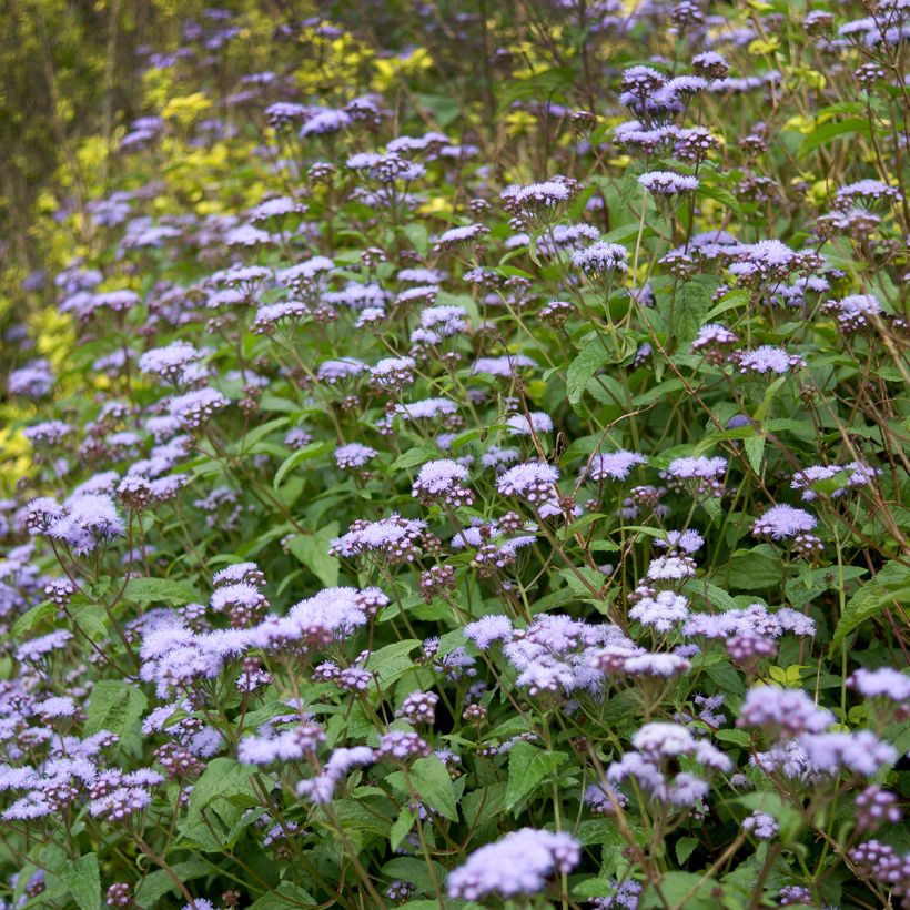 Blauer Wasserdost - Eupatorium coelestinum (Plant habit)