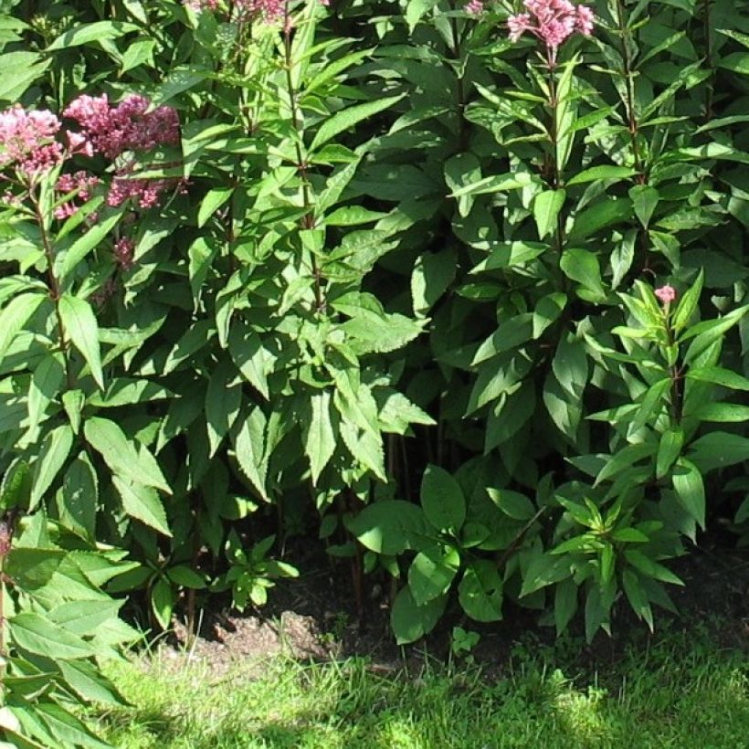 Wasserdost Atropurpureum - Eupatorium fistulosum (Foliage)