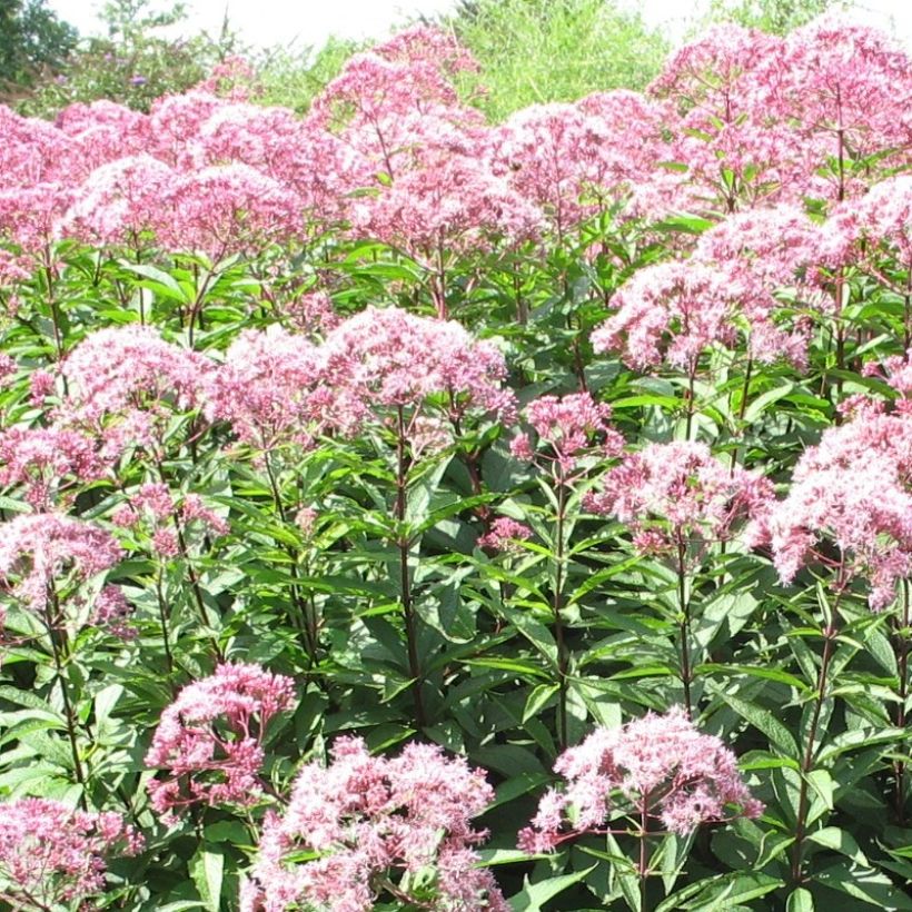 Wasserdost Atropurpureum - Eupatorium fistulosum (Flowering)