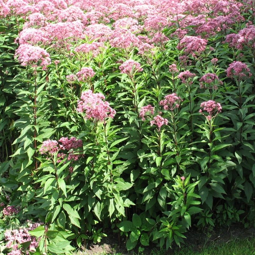 Wasserdost Atropurpureum - Eupatorium fistulosum (Plant habit)