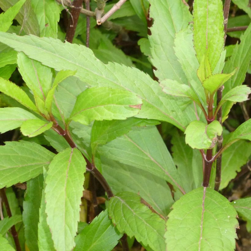 Wasserdost - Eupatorium fortunei (Foliage)