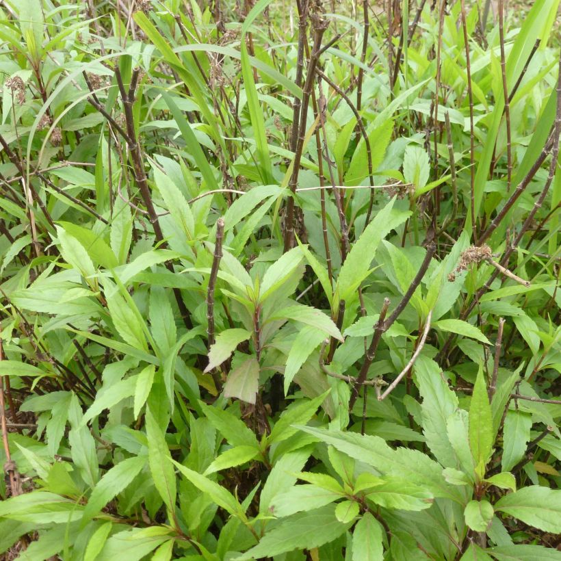 Wasserdost - Eupatorium fortunei (Plant habit)