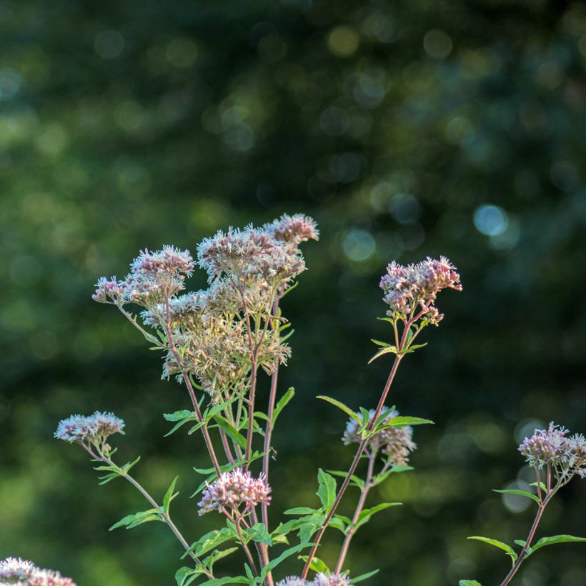 Wasserdost - Eupatorium fortunei (Flowering)