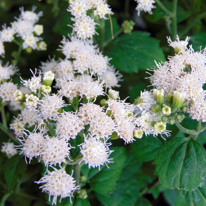 Weißer Wasserdost Lucky Melody - Eupatorium rugosum (Flowering)