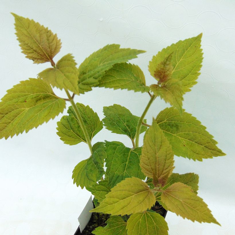 Weißer Wasserdost Lucky Melody - Eupatorium rugosum (Foliage)