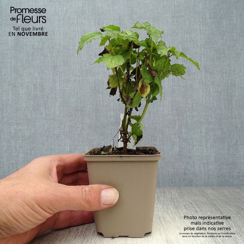 Example of Weißer Wasserdost Lucky Melody - Eupatorium rugosum Kleine Töpfe von 8/9 cm as you get in automne