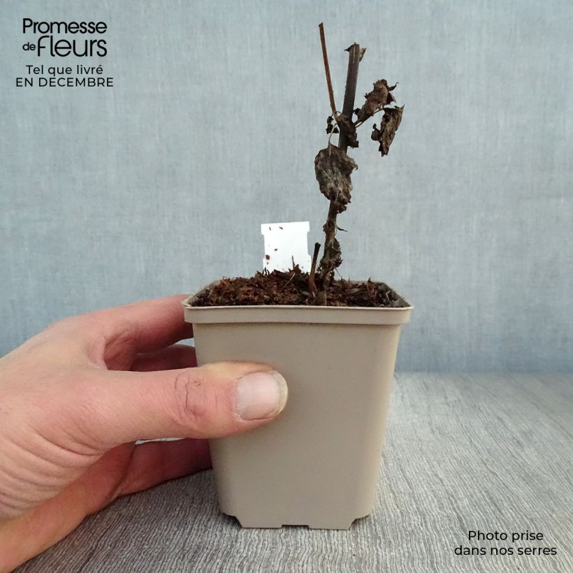 Exemplar von Weißer Wasserdost Lucky Melody - Eupatorium rugosum Kleine Töpfe von 8/9 cm wie im Winter geliefert