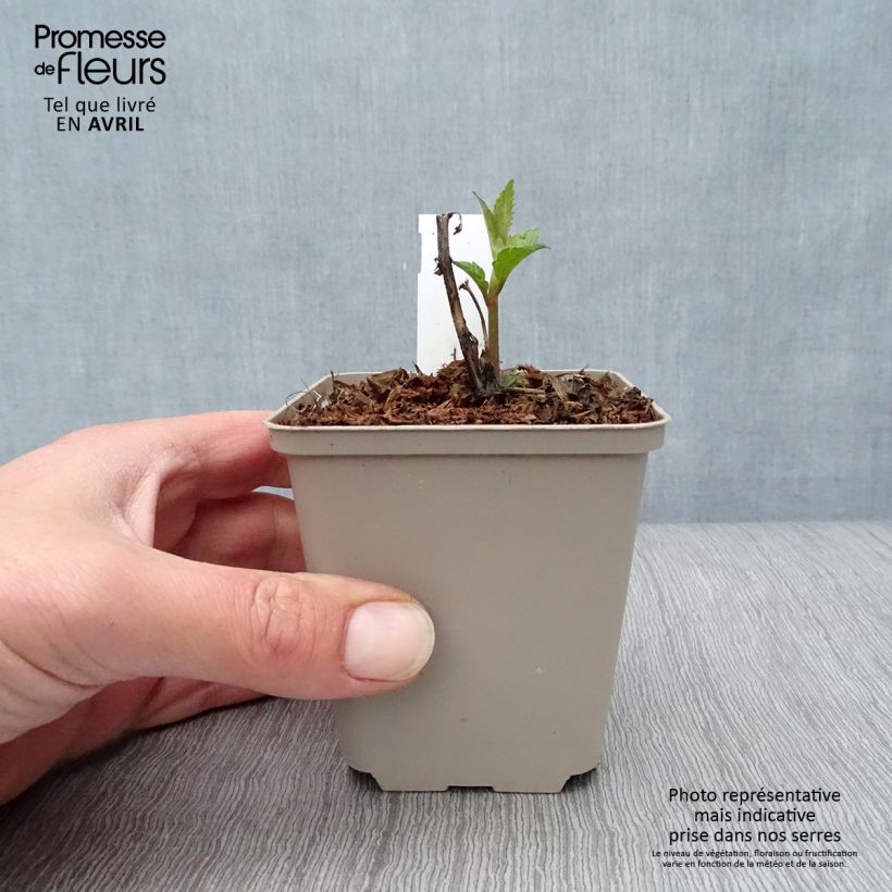 Exemplar von Weißer Wasserdost Lucky Melody - Eupatorium rugosum Kleine Töpfe von 8/9 cm wie im Frühjahr geliefert