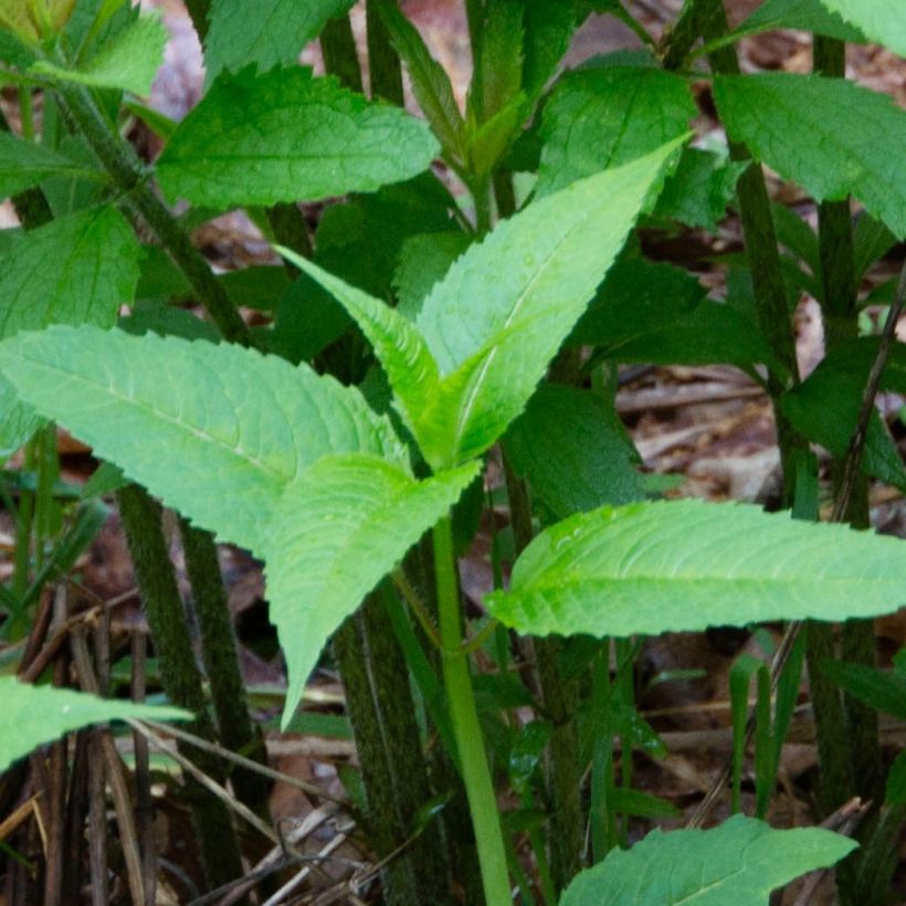 Gefleckter Wasserdost - Eupatorium maculatum (Foliage)