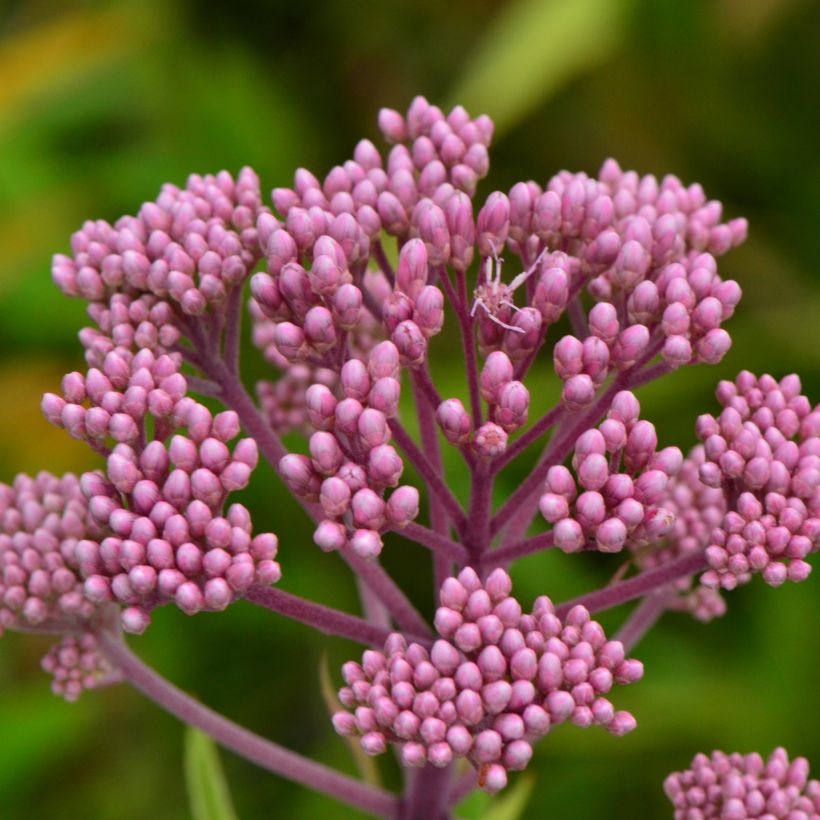 Gefleckter Wasserdost - Eupatorium maculatum (Flowering)
