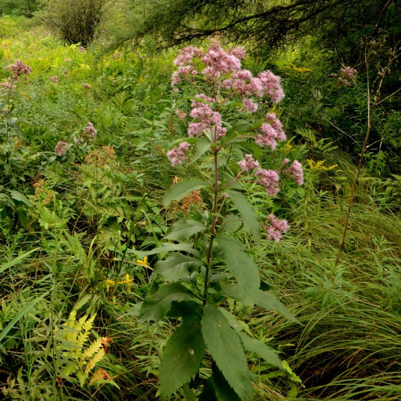 Gefleckter Wasserdost - Eupatorium maculatum (Plant habit)
