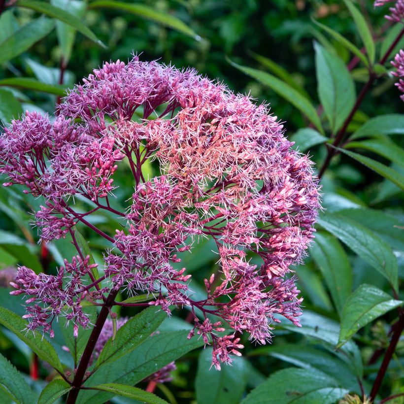 Gefleckter Wasserdost Atropurpureum - Eupatorium maculatum (Flowering)