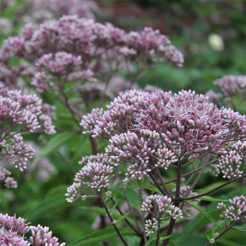 Gefleckter Wasserdost Phantom - Eupatorium maculatum (Flowering)