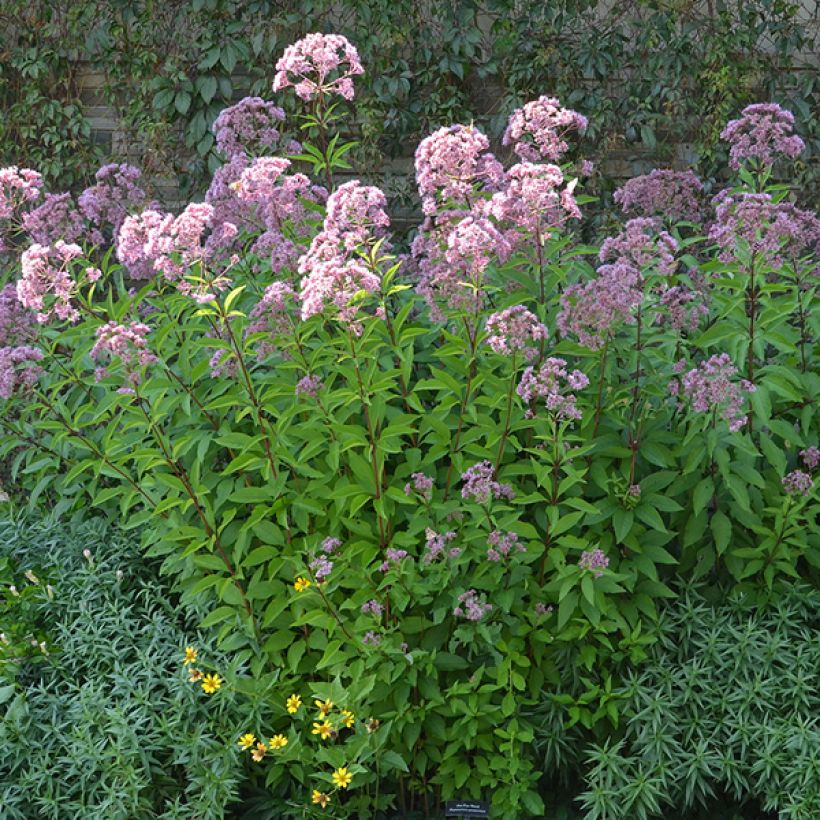 Gefleckter Wasserdost Phantom - Eupatorium maculatum (Plant habit)