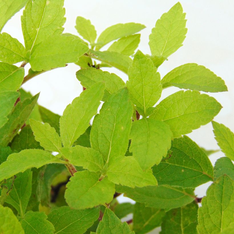 Gefleckter Wasserdost Phantom - Eupatorium maculatum (Foliage)