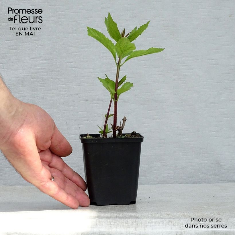 Exemplar von Gefleckter Wasserdost Phantom - Eupatorium maculatum Kleine Töpfe von 8/9 cm wie im Frühjahr geliefert