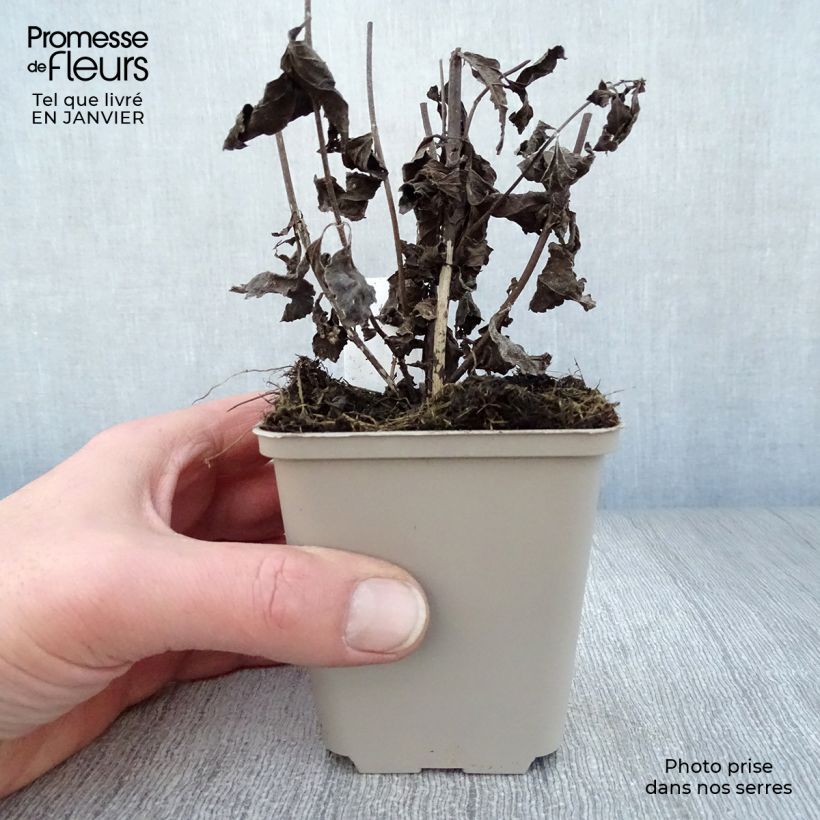 Exemplar von Gefleckter Wasserdost Phantom - Eupatorium maculatum Kleine Töpfe von 8/9 cm wie im Winter geliefert