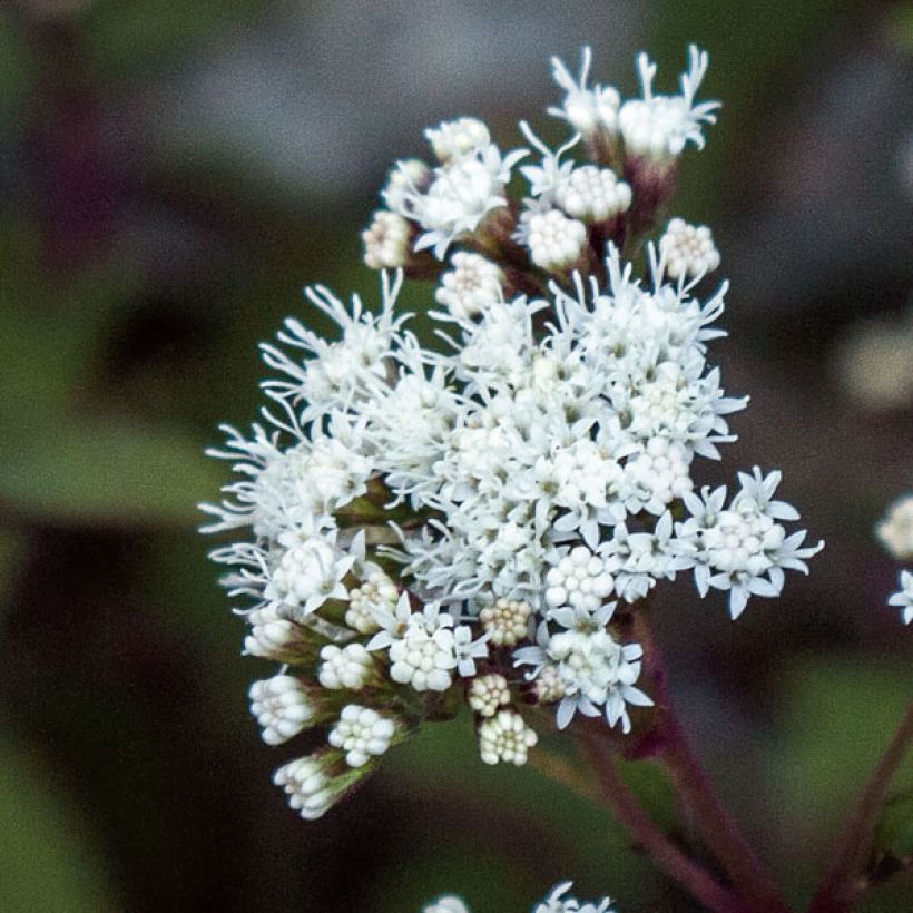 Wasserdost Chocolate - Eupatorium altissima (Flowering)