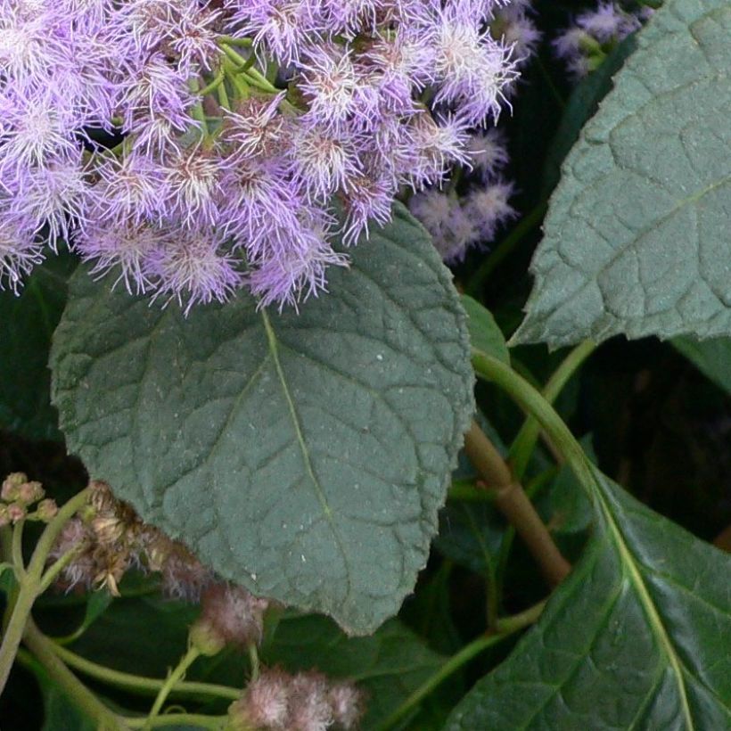 Eupatorium sordidum - Wasserdost (Foliage)