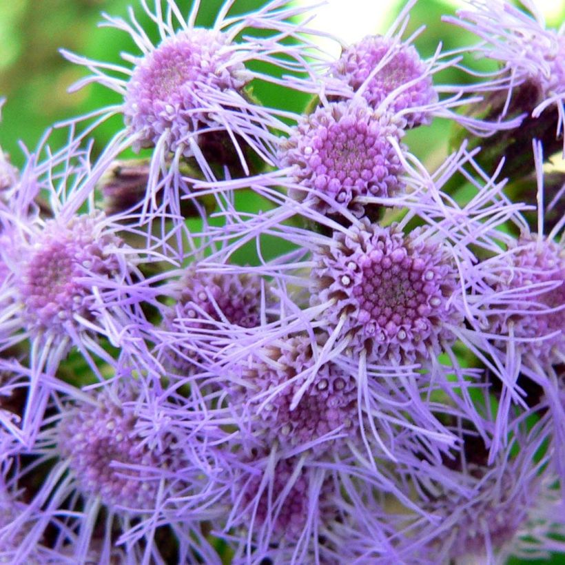 Eupatorium sordidum - Wasserdost (Flowering)