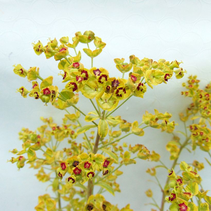 Euphorbia martinii Ascot Rainbow - Busch-Wolfsmilch (Flowering)
