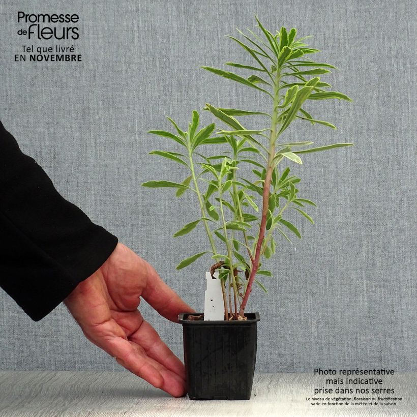 Example of Euphorbia martinii Ascot Rainbow - Busch-Wolfsmilch Kleine Töpfe von 8/9 cm as you get in automne