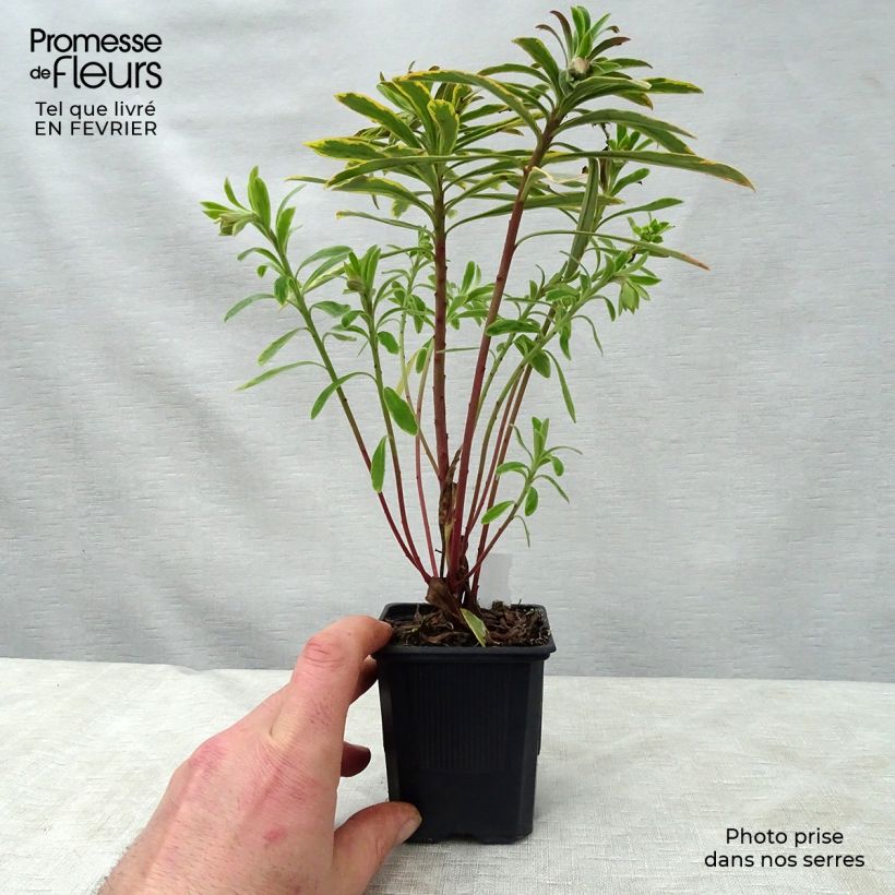 Exemplar von Euphorbia martinii Ascot Rainbow - Busch-Wolfsmilch Kleine Töpfe von 8/9 cm wie im Winter geliefert