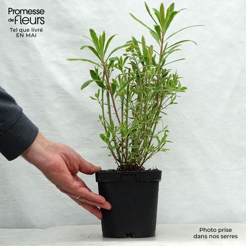 Exemplar von Euphorbia martinii Ascot Rainbow - Busch-Wolfsmilch Topf mit 1,5L/2L wie im Frühjahr geliefert