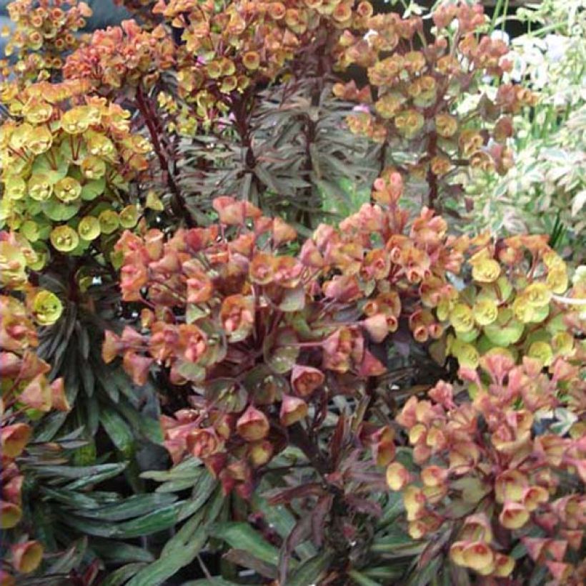 Euphorbia characias Black Bird - Palisaden-Wolfsmilch (Plant habit)